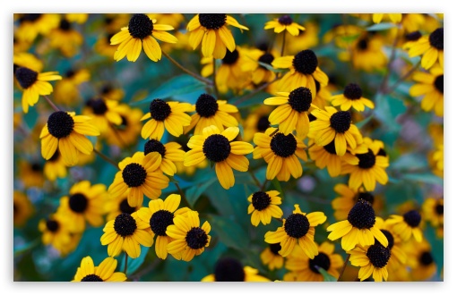 Yellow Wildflowers with Dark Centers 4K UHD Wallpaper for Widescreen and UltraWide Desktop, UltraHD TV, Smartphone, Tablet Yellow Wildflowers with Dark Centers UltraHD Wallpaper for UHD 16:9 ; HD 16:9 ; UltraWide 21:9 24:10 ; Widescreen 16:10 5:3 ; Fullscreen 4:3 5:4 3:2 ; Tablet 1:1 ; Mobile 9:16 9:19.5 9:20 9:21 9:22 10:16 2:3 3:5 3:4 ;
