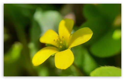 yellow woodsorrel UltraHD Wallpaper for HD 16:9 ; UltraWide 21:9 24:10 ; Widescreen 16:10 5:3 ; Fullscreen 4:3 5:4 3:2 ; Tablet 1:1 ;