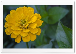 Yellow Zinnia elegans Ultra HD Wallpaper for 4K UHD Widescreen desktop, tablet & smartphone