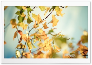 Yellowed Autumn Leaves Ultra HD Wallpaper for 4K UHD Widescreen desktop, tablet & smartphone