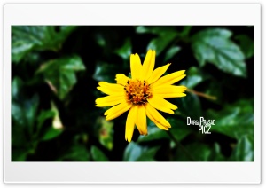 yellowflower 4K UHD Wallpaper for Widescreen and UltraWide Desktop, UltraHD TV, Smartphone, Tablet