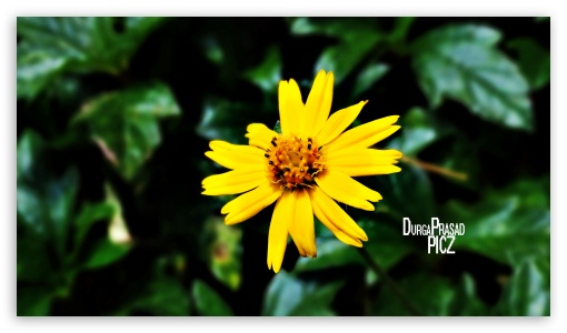 yellowflower UltraHD Wallpaper for UHD 16:9 ; HD 16:9 ;