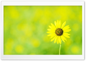 Yellowish Ultra HD Wallpaper for 4K UHD Widescreen desktop, tablet & smartphone