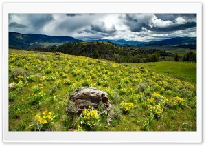 Yellowstone Wildflowers Ultra HD Wallpaper for 4K UHD Widescreen desktop, tablet & smartphone