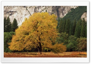 Yosemite National Park California Fall Ultra HD Wallpaper for 4K UHD Widescreen desktop, tablet & smartphone
