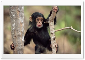 Young Chimpanzee Climbing Gombe National Park Tanzania Ultra HD Wallpaper for 4K UHD Widescreen desktop, tablet & smartphone