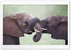 Young Elephant Siblings 4K UHD Wallpaper for Widescreen and UltraWide Desktop, UltraHD TV, Smartphone, Tablet