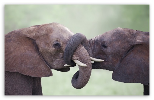 Young Elephant Siblings UltraHD Wallpaper for UHD 16:9 ; HD 16:9 ; UltraWide 21:9 24:10 ; Widescreen 16:10 ; Fullscreen 3:2 ;