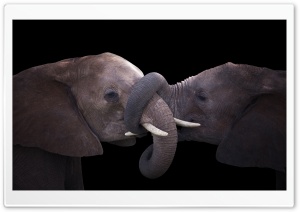 Young Elephant Siblings, Black Background 4K UHD Wallpaper for Widescreen and UltraWide Desktop, UltraHD TV, Smartphone, Tablet