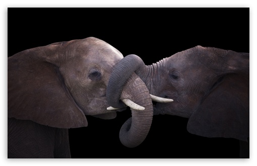 Young Elephant Siblings, Black Background UltraHD Wallpaper for UHD 16:9 ; HD 16:9 ; UltraWide 21:9 24:10 ; Widescreen 16:10 ; Fullscreen 3:2 ;