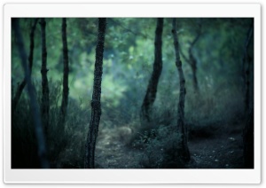 Young Forest Ultra HD Wallpaper for 4K UHD Widescreen desktop, tablet & smartphone