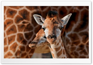 Young Giraffe Ultra HD Wallpaper for 4K UHD Widescreen desktop, tablet & smartphone