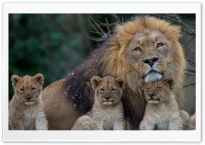 Young Predators Lions Ultra HD Wallpaper for 4K UHD Widescreen desktop, tablet & smartphone