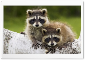 Young Raccoons Minnesota Ultra HD Wallpaper for 4K UHD Widescreen desktop, tablet & smartphone