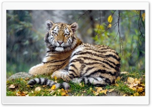 Young Tiger Animal Ultra HD Wallpaper for 4K UHD Widescreen desktop, tablet & smartphone