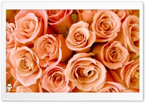 z014 4K UHD Wallpaper for Widescreen and UltraWide Desktop, UltraHD TV, Smartphone, Tablet