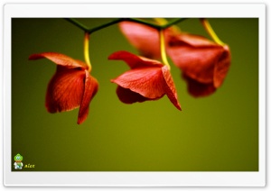 z044 4K UHD Wallpaper for Widescreen and UltraWide Desktop, UltraHD TV, Smartphone, Tablet