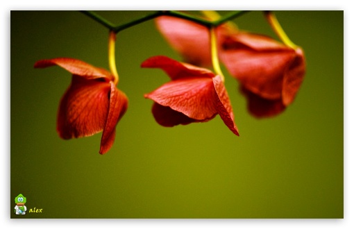 z044 UltraHD Wallpaper for Widescreen 16:10 ;