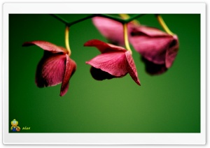 z045 4K UHD Wallpaper for Widescreen and UltraWide Desktop, UltraHD TV, Smartphone, Tablet