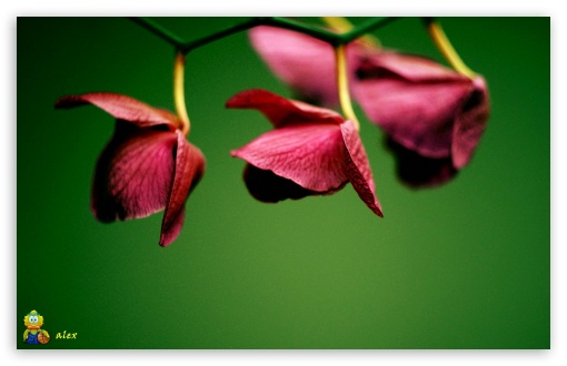 z045 UltraHD Wallpaper for Widescreen 16:10 ;