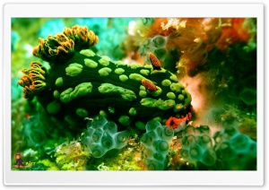 z050 4K UHD Wallpaper for Widescreen and UltraWide Desktop, UltraHD TV, Smartphone, Tablet