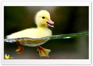 z531 4K UHD Wallpaper for Widescreen and UltraWide Desktop, UltraHD TV, Smartphone, Tablet