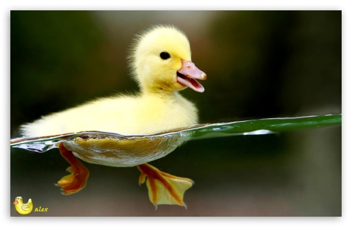 z531 UltraHD Wallpaper for Widescreen 16:10 ;