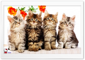 z533 4K UHD Wallpaper for Widescreen and UltraWide Desktop, UltraHD TV, Smartphone, Tablet