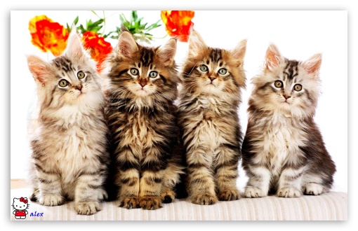 z533 UltraHD Wallpaper for Widescreen 16:10 ;