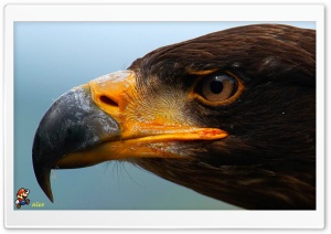 z537 4K UHD Wallpaper for Widescreen and UltraWide Desktop, UltraHD TV, Smartphone, Tablet