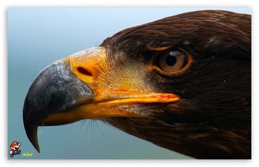 z537 UltraHD Wallpaper for Widescreen 16:10 ;