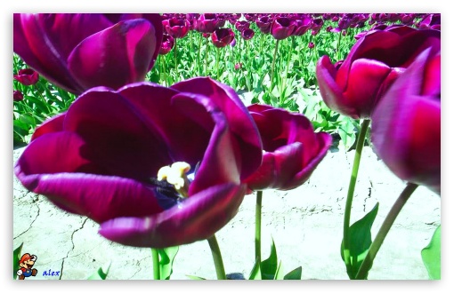 z538 UltraHD Wallpaper for Widescreen 16:10 ;