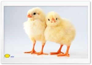 z539 4K UHD Wallpaper for Widescreen and UltraWide Desktop, UltraHD TV, Smartphone, Tablet