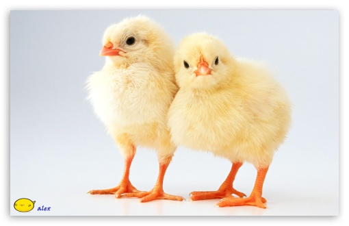 z539 UltraHD Wallpaper for Widescreen 16:10 ;