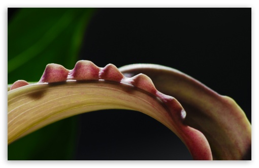 Zantedeschia UltraHD Wallpaper for HD 16:9 ; Widescreen 16:10 5:3 ; Fullscreen 4:3 5:4 3:2 ; Tablet 1:1 ; Mobile 3:5 3:4 ;