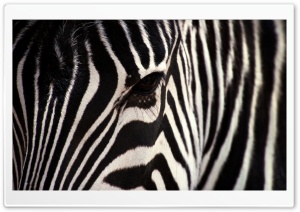 Zebra Ultra HD Wallpaper for 4K UHD Widescreen desktop, tablet & smartphone