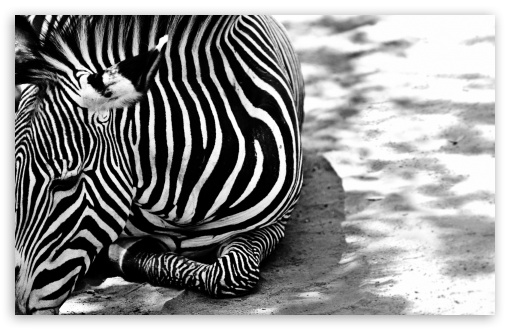 Zebra BW UltraHD Wallpaper for 8K UHD TV 16:9 Ultra High Definition 2160p 1440p 1080p 900p 720p ; Widescreen 16:10 5:3 WHXGA WQXGA WUXGA WXGA WGA ; Fullscreen 4:3 5:4 3:2 UXGA XGA SVGA QSXGA SXGA DVGA HVGA HQVGA ( Apple PowerBook G4 iPhone 4 3G 3GS iPod Touch ) ; Tablet 1:1 ;