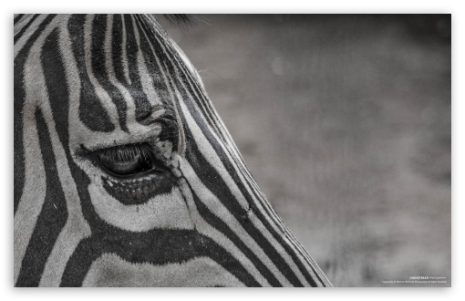 Zebra Eye UltraHD Wallpaper for Wide 16:10 5:3 Widescreen WHXGA WQXGA WUXGA WXGA WGA ; 8K UHD TV 16:9 Ultra High Definition 2160p 1440p 1080p 900p 720p ; Mobile 5:3 16:9 - WGA 2160p 1440p 1080p 900p 720p ;