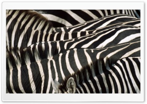 Zebra Group Ultra HD Wallpaper for 4K UHD Widescreen desktop, tablet & smartphone