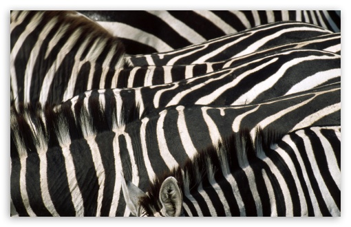 Zebra Group UltraHD Wallpaper for Wide 16:10 5:3 Widescreen WHXGA WQXGA WUXGA WXGA WGA ; 8K UHD TV 16:9 Ultra High Definition 2160p 1440p 1080p 900p 720p ; Standard 3:2 Fullscreen DVGA HVGA HQVGA ( Apple PowerBook G4 iPhone 4 3G 3GS iPod Touch ) ; Tablet 1:1 ; Mobile 5:3 3:2 16:9 - WGA DVGA HVGA HQVGA ( Apple PowerBook G4 iPhone 4 3G 3GS iPod Touch ) 2160p 1440p 1080p 900p 720p ;