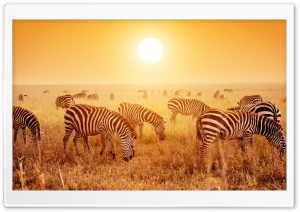 Zebras Grazing Ultra HD Wallpaper for 4K UHD Widescreen Desktop, Lockscreen, Screensaver, TV, Tablet, Smartphone