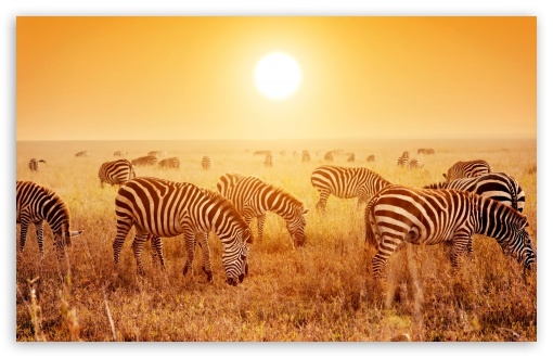 Zebras Grazing UltraHD Wallpaper for UHD 16:9 ; HD 16:9 ; UltraWide 21:9 24:10 32:9 32:10 ; Widescreen 16:10 5:3 ; Fullscreen 4:3 5:4 3:2 ; Tablet 1:1 ; Mobile 9:16 9:19.5 9:20 9:21 9:22 10:16 2:3 3:5 3:4 ; Dual 16:10 5:3 16:9 4:3 5:4 3:2 ;