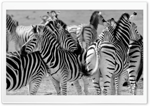 Zebras in South Africa Ultra HD Wallpaper for 4K UHD Widescreen desktop, tablet & smartphone