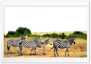 Zebras Lined Up Ultra HD Wallpaper for 4K UHD Widescreen desktop, tablet & smartphone