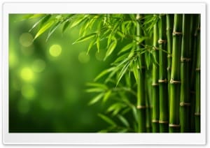 Zen Bamboo Background 4K UHD Wallpaper for Widescreen and UltraWide Desktop, UltraHD TV, Smartphone, Tablet