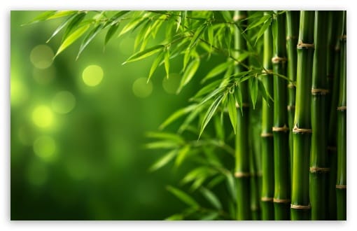 Zen Bamboo Background UltraHD Wallpaper for UHD 16:9 ; HD 16:9 ; UltraWide 21:9 24:10 32:9 32:10 ; Widescreen 16:10 ; Tablet 1:1 ; Mobile 9:16 ; Dual 16:10 16:9 ;