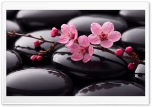 Zen Blossoms on Black Stones Aesthetic 4K UHD Wallpaper for Widescreen and UltraWide Desktop, UltraHD TV, Smartphone, Tablet
