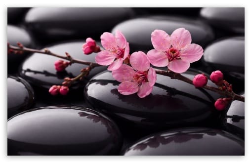 Zen Blossoms on Black Stones Aesthetic UltraHD Wallpaper for UHD 16:9 ; HD 16:9 ; UltraWide 21:9 24:10 32:9 32:10 ; Widescreen 16:10 ; Tablet 1:1 ; Dual 16:10 16:9 ;