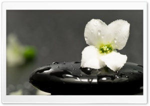 Zen Stones And Flower Ultra HD Wallpaper for 4K UHD Widescreen desktop, tablet & smartphone