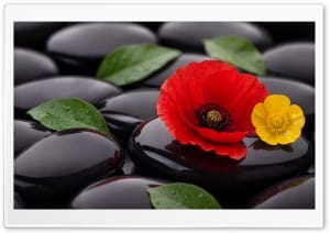 Zen Stones and Flowers Aesthetic 4K UHD Wallpaper for Widescreen and UltraWide Desktop, UltraHD TV, Smartphone, Tablet